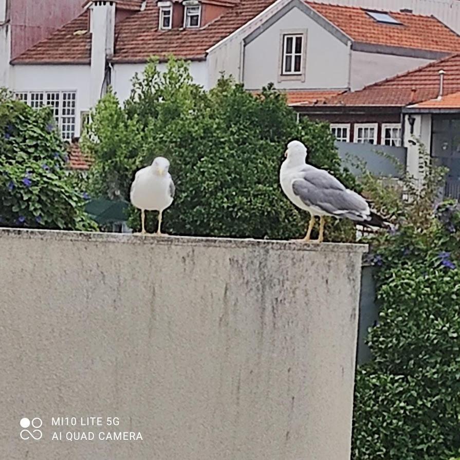 Porto Garden Yard Apartment Экстерьер фото